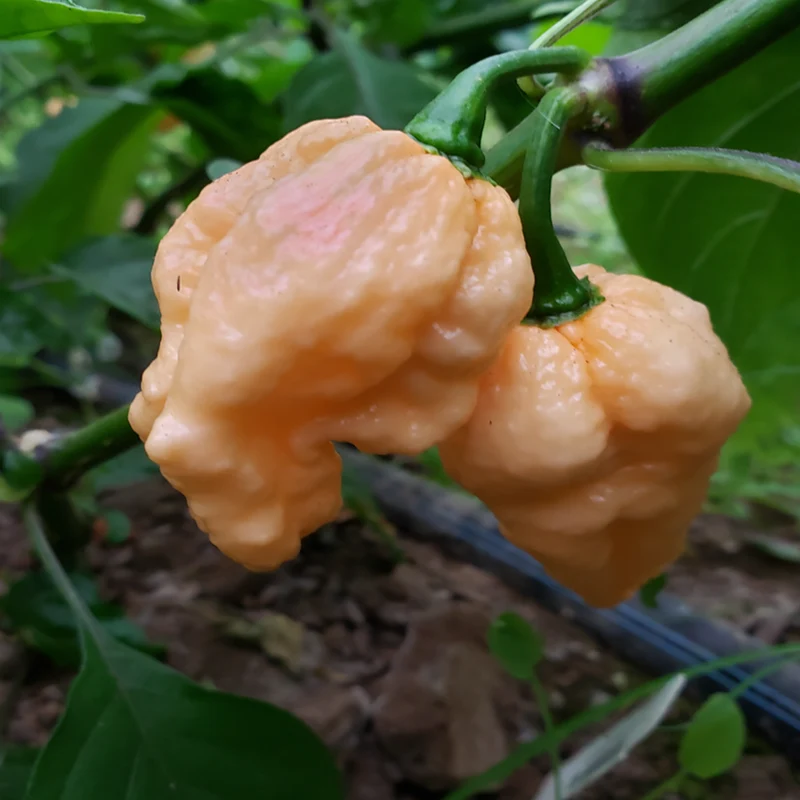 Piment fort ‘Pockmark Peach’ bio ( Capsicum chinense ‘Pockmark Peach’)