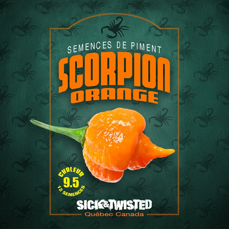 Piment fort ‘Scorpion Orange’ ( Capsicum chinense )