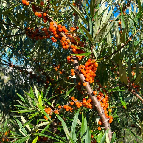 Argousier ( Hippophae rhamnoides )