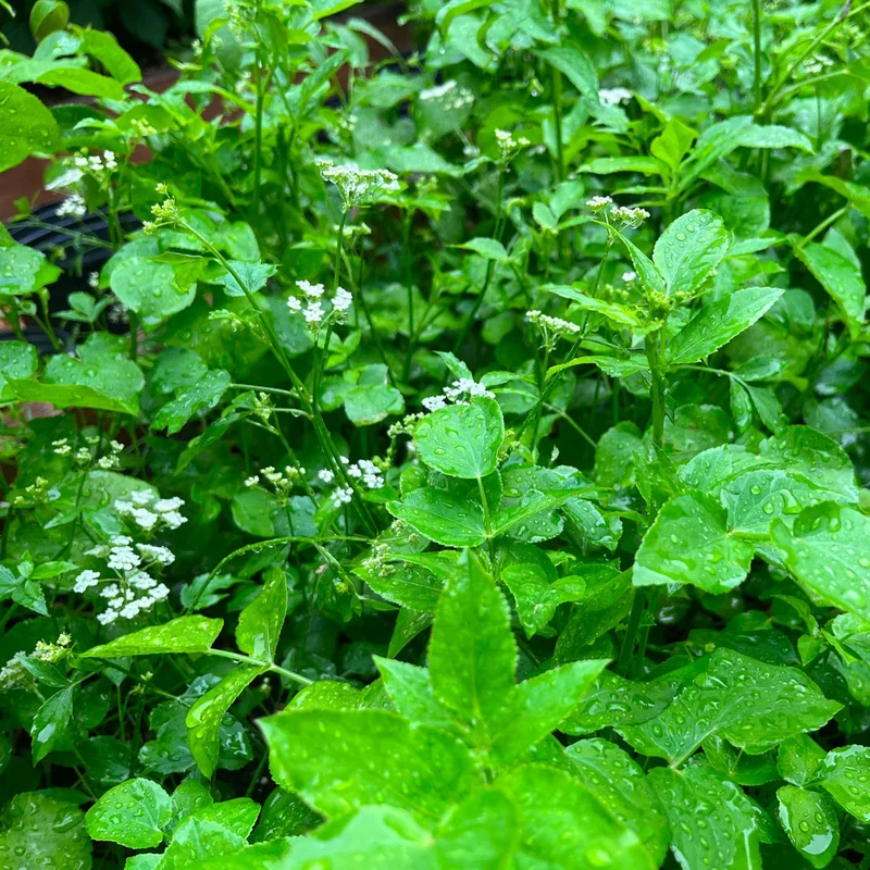 Chervis ( Sium sisarum )