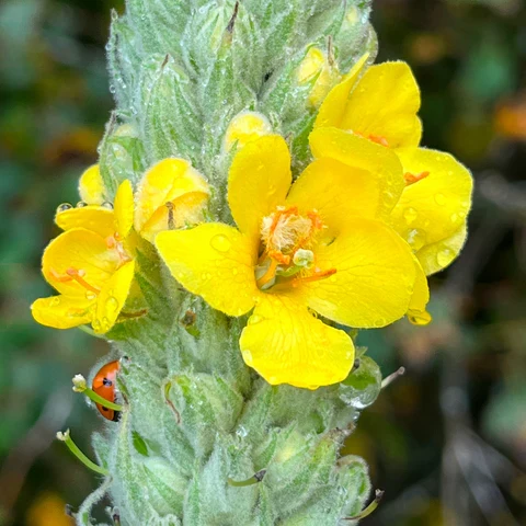 Grande molène ( Verbascum thapsus )