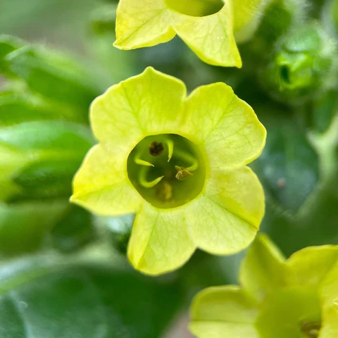 Tabac sacré ( Nicotiana rustica )