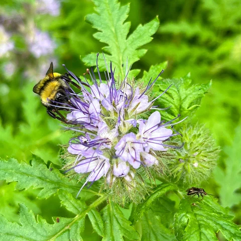 Phacélie à feuilles de tanaisie ( Phacelia tanacetifolia )