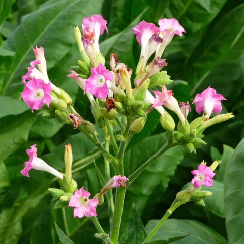 Tabac Petit Canadien ( Nicotiana rustica )