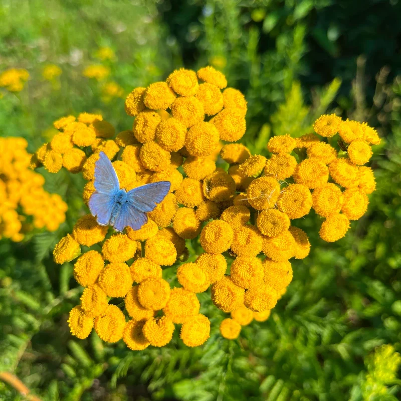 Tanaisie commune ( Tanacetum vulgare )