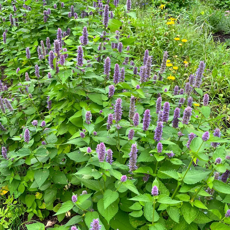 Agastache fenouil ( Agastache foeniculum )