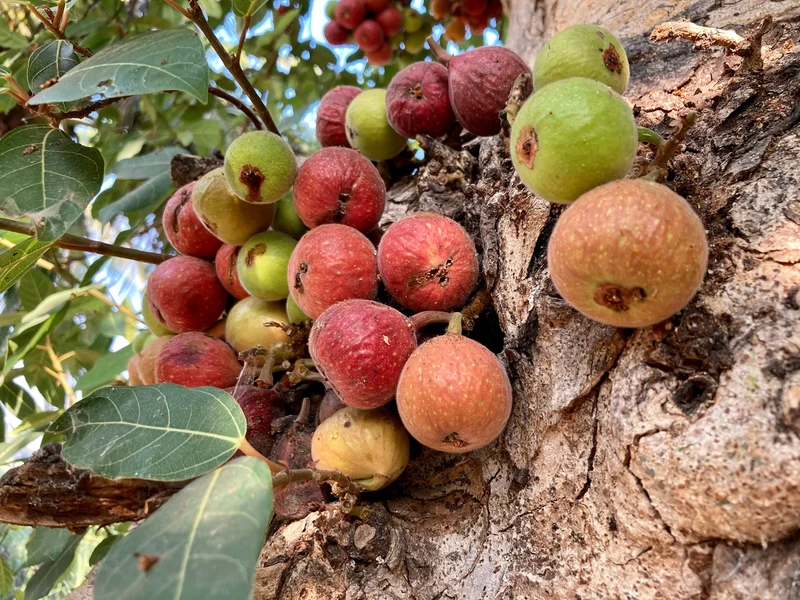 Cluster Fig (Ficus Racemosa) – Red River Indian Guilar Tree Houseplant Seeds