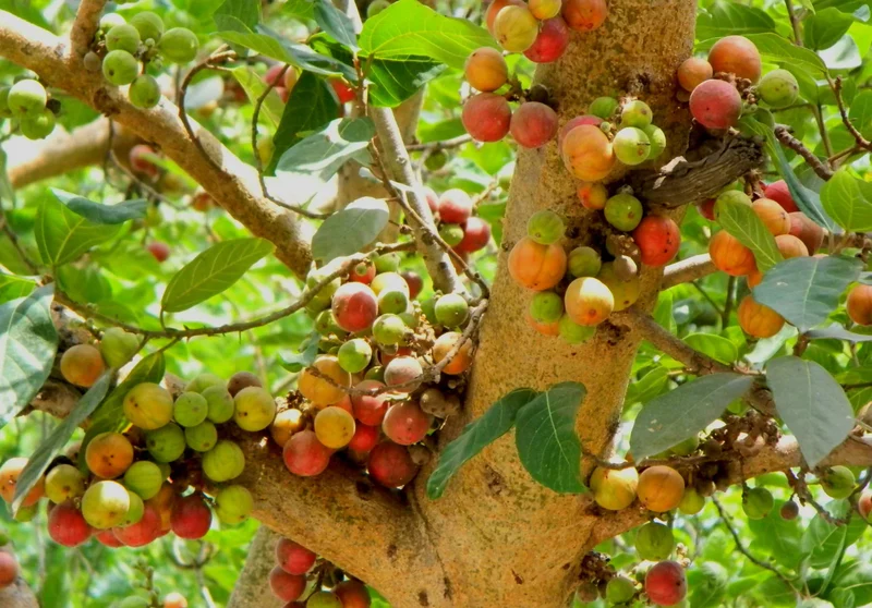 Cluster Fig (Ficus Racemosa) – Red River Indian Guilar Tree Houseplant Seeds