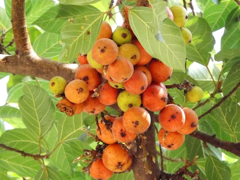 Cluster Fig (Ficus Racemosa) – Red River Indian Guilar Tree Houseplant Seeds
