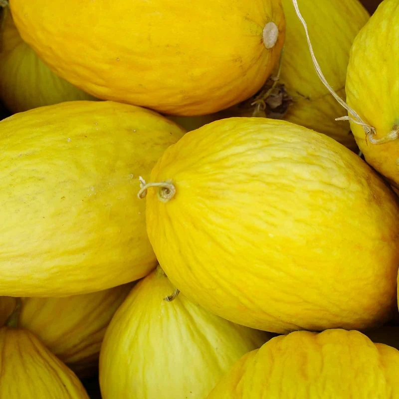 Crenshaw Melon Fruit Seeds