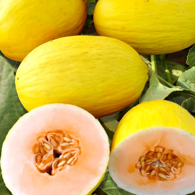 Crenshaw Melon Fruit Seeds