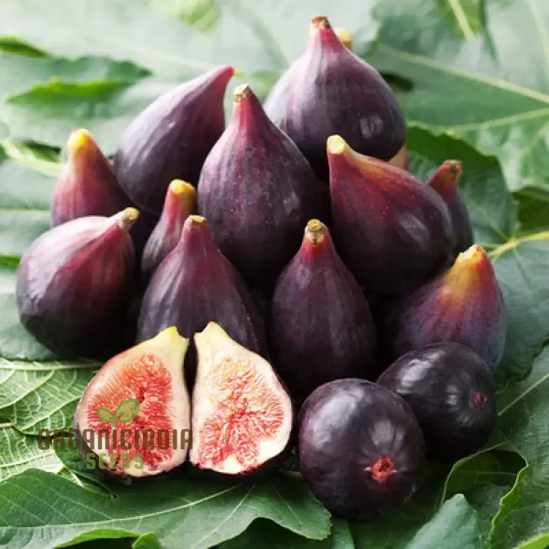 Banyan Fig Tree Houseplant Seeds