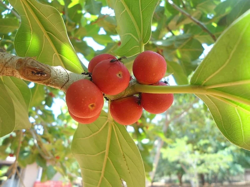 Banyan Fig Tree Houseplant Seeds