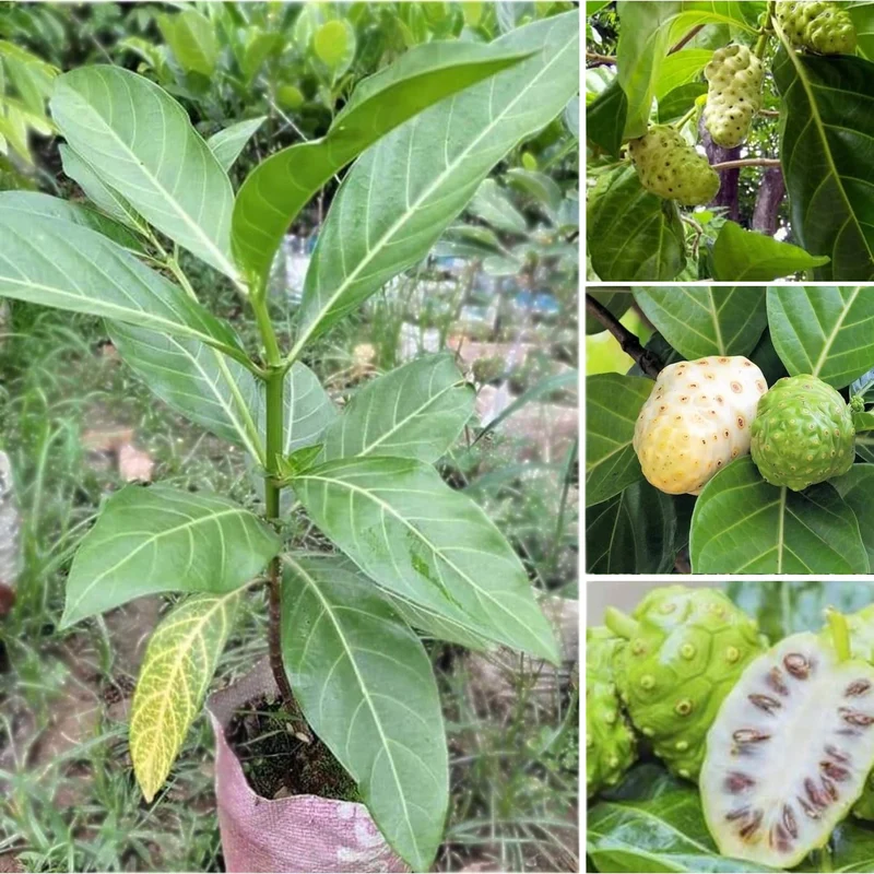Noni Cheese Fruit Tree Seeds