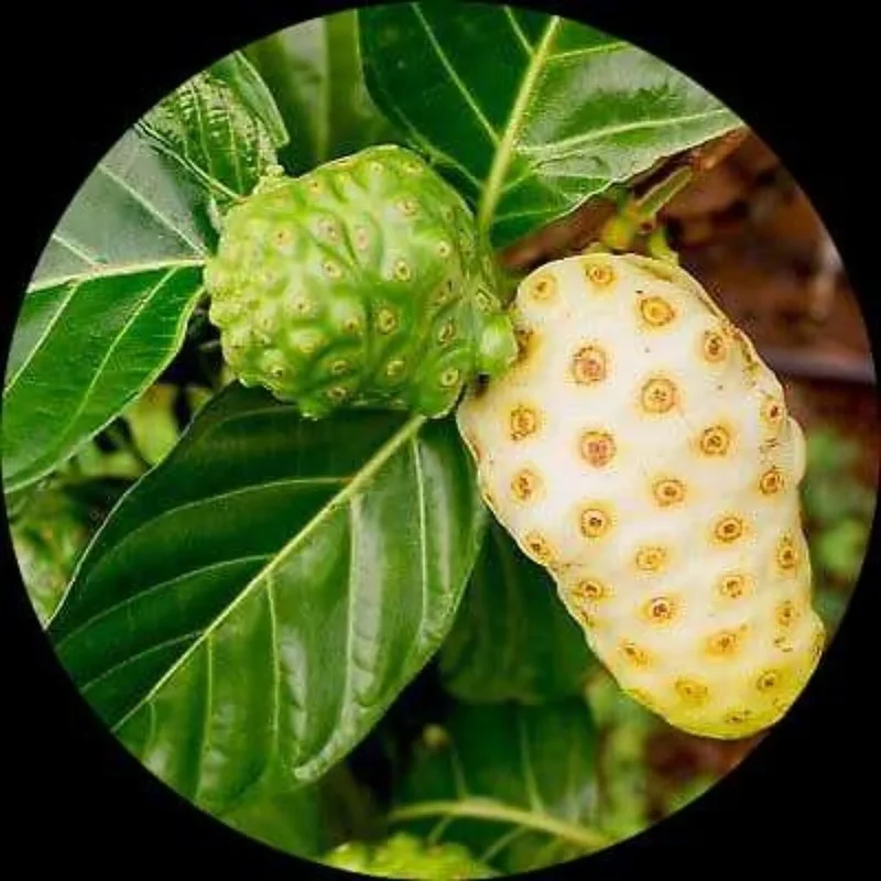 Noni Cheese Fruit Tree Seeds