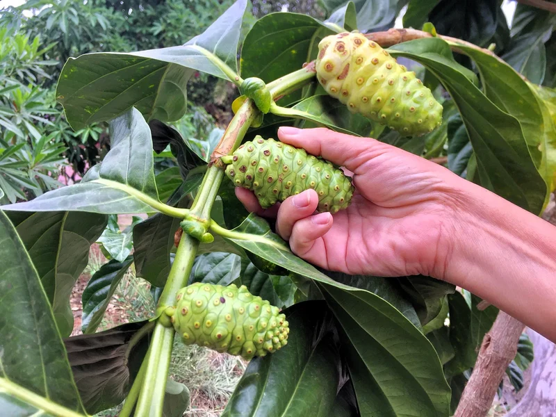 Noni Cheese Fruit Tree Seeds