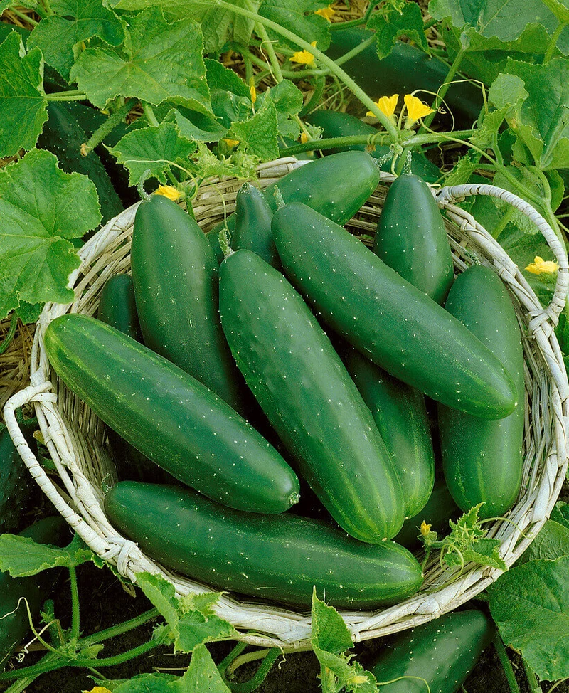 Marketmore 76 Slicing Cucumber Seeds