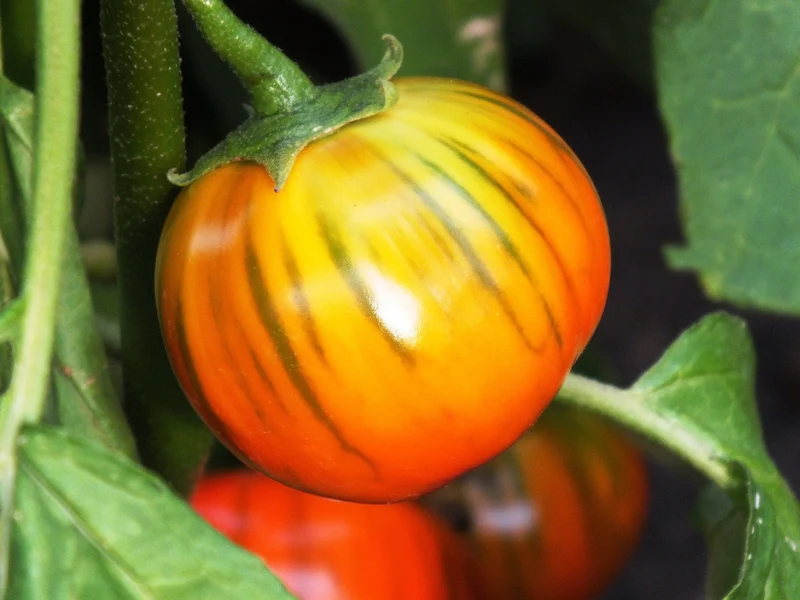 Turkish Orange Eggplant Seeds