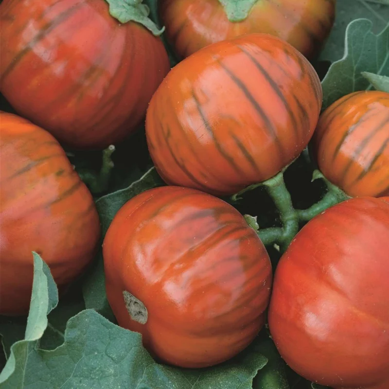 Turkish Orange Eggplant Seeds