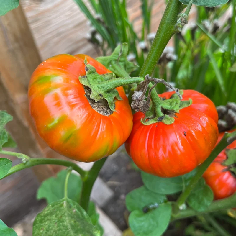 Turkish Orange Eggplant Seeds