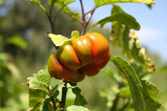 Turkish Orange Eggplant Seeds