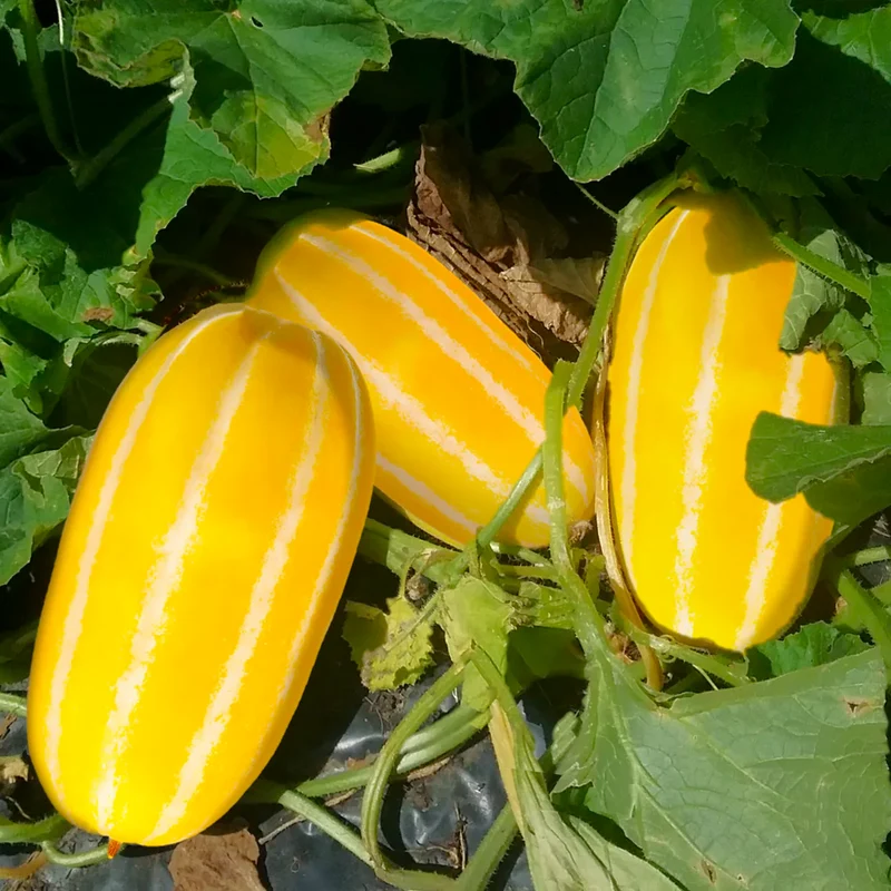 Lemon Cucumber Seeds