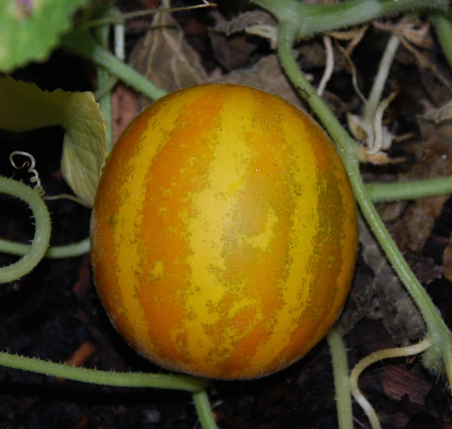 Lemon Cucumber Seeds