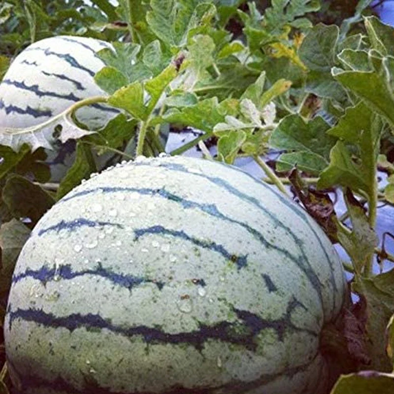 Dixie Queen Watermelon Seeds