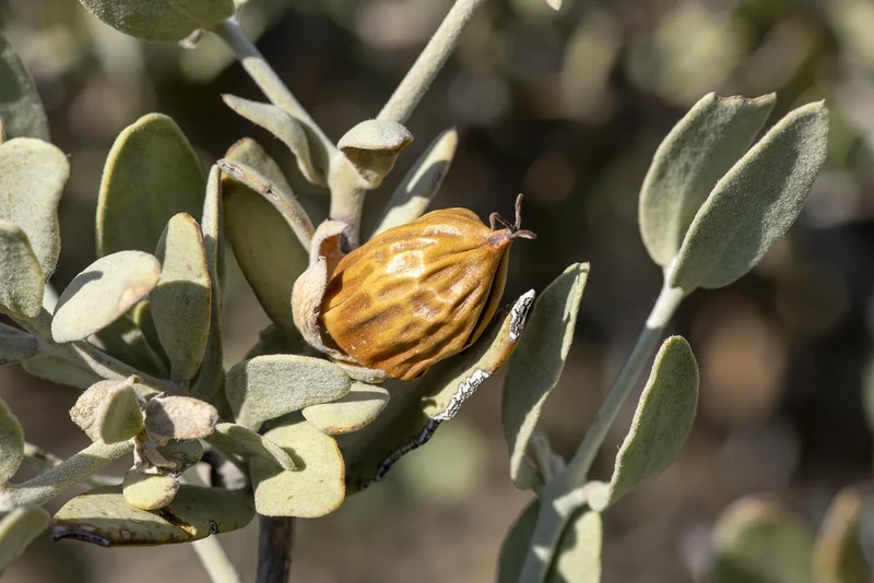 Jojoba Oil-Producing Plant Shrub Seeds