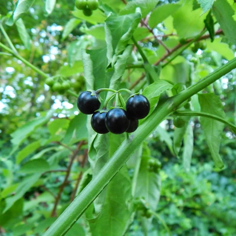 Wonderberry Sunberry Fruit Shrub Seeds