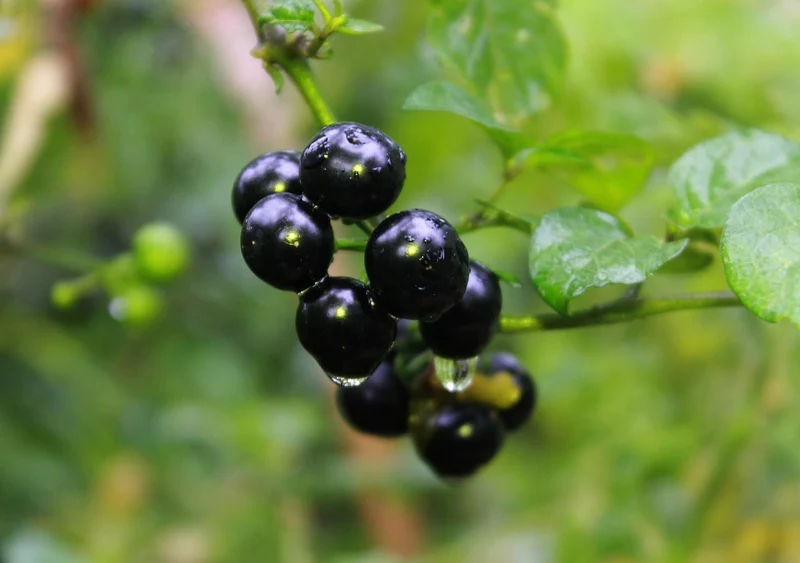Wonderberry Sunberry Fruit Shrub Seeds