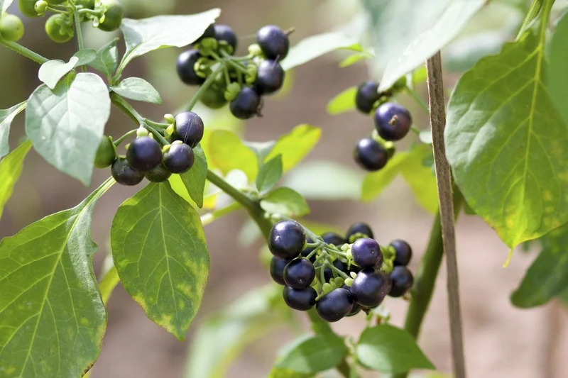 Wonderberry Sunberry Fruit Shrub Seeds