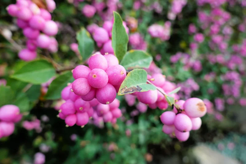 Coralberry Shrub Seeds