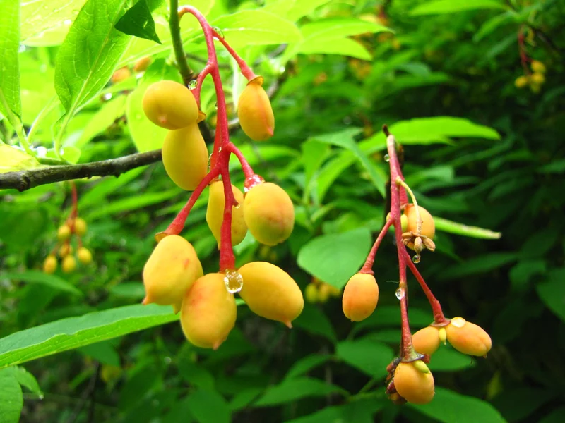 Indian Plum Oregon Plum Oso Berry Fruit Shrub Seeds