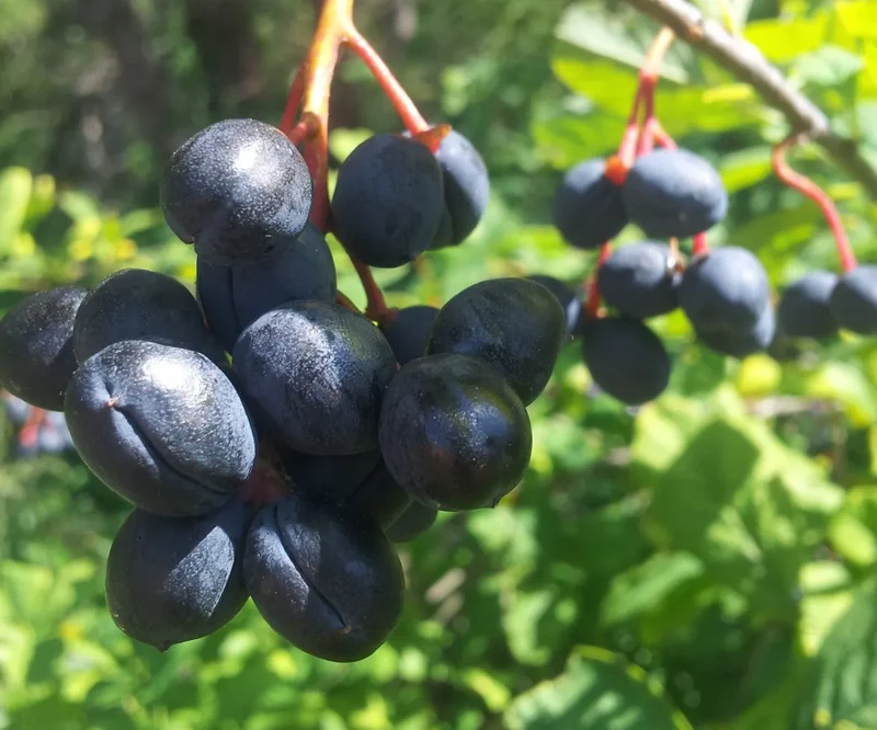 Indian Plum Oregon Plum Oso Berry Fruit Shrub Seeds
