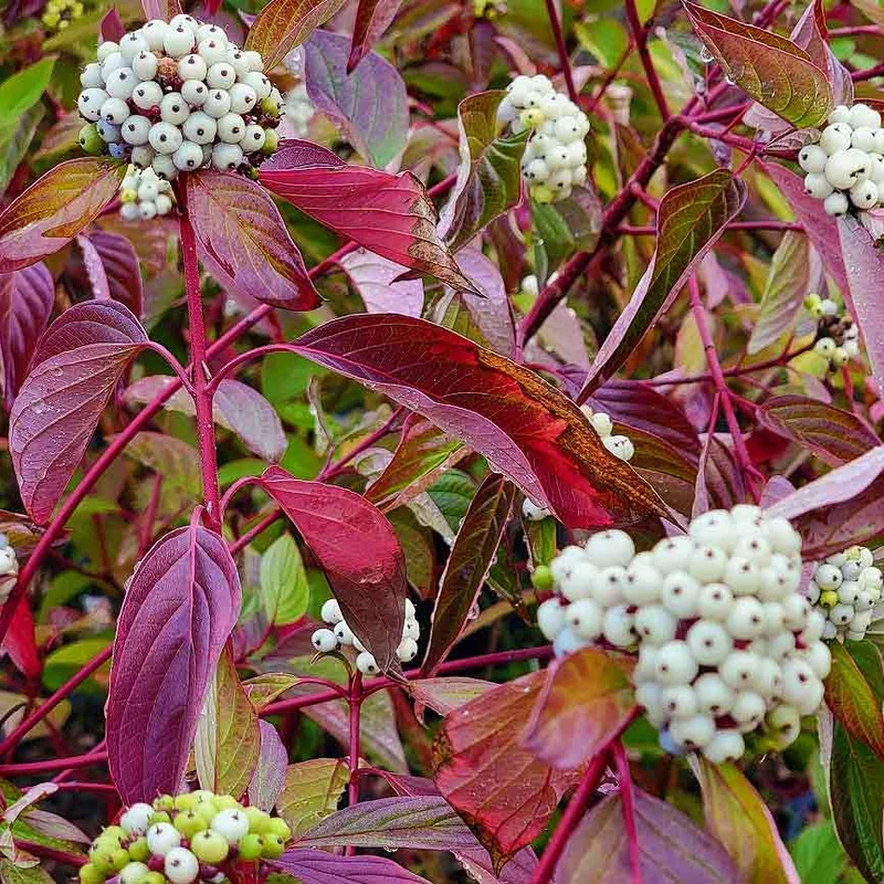 Fire and Ice Dogwood Tree Seeds