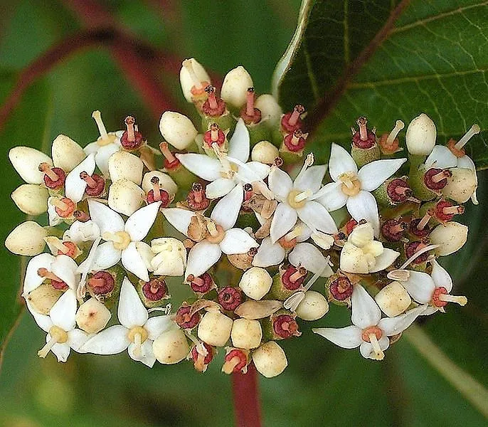 Fire and Ice Dogwood Tree Seeds