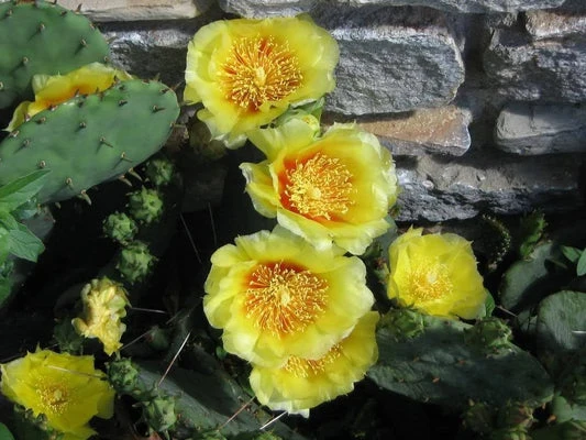 Yellow Prickly Pear Cactus Nopal Flower Seeds