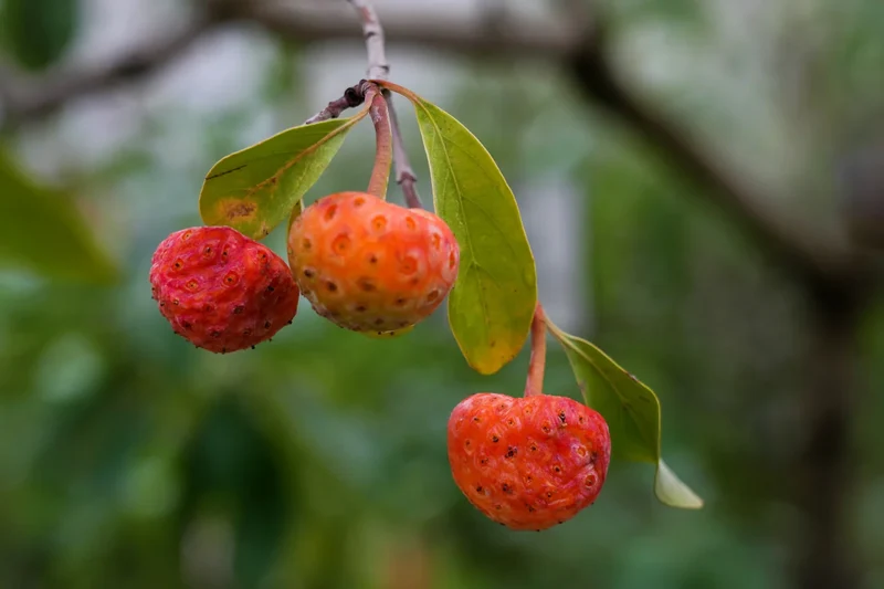 Himalayan Dogwood Strawberry Tree Seeds