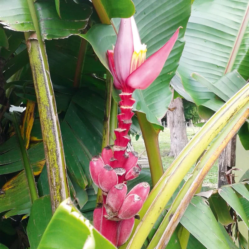 Dwarf Pink Banana Fruit Tree Seeds