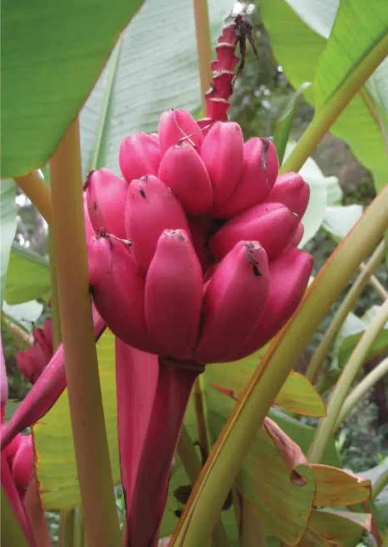 Dwarf Pink Banana Fruit Tree Seeds