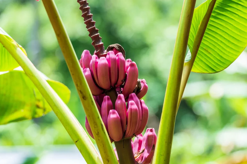 Dwarf Pink Banana Fruit Tree Seeds