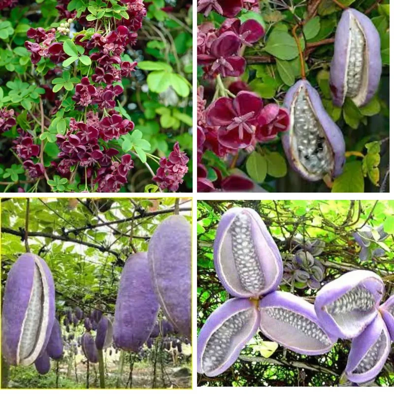 Bulk Chocolate Vine Seeds
