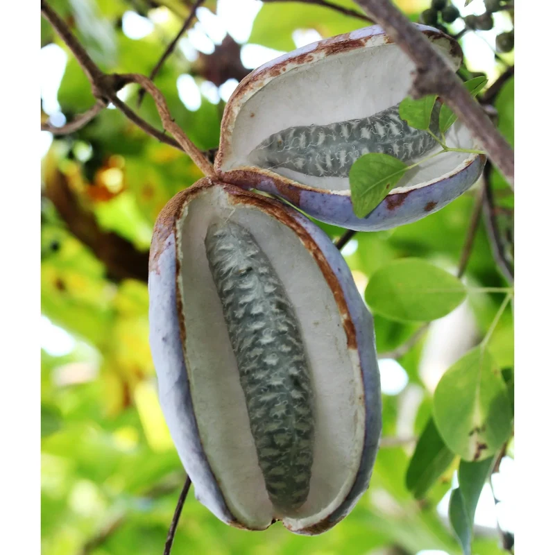 Bulk Chocolate Vine Seeds