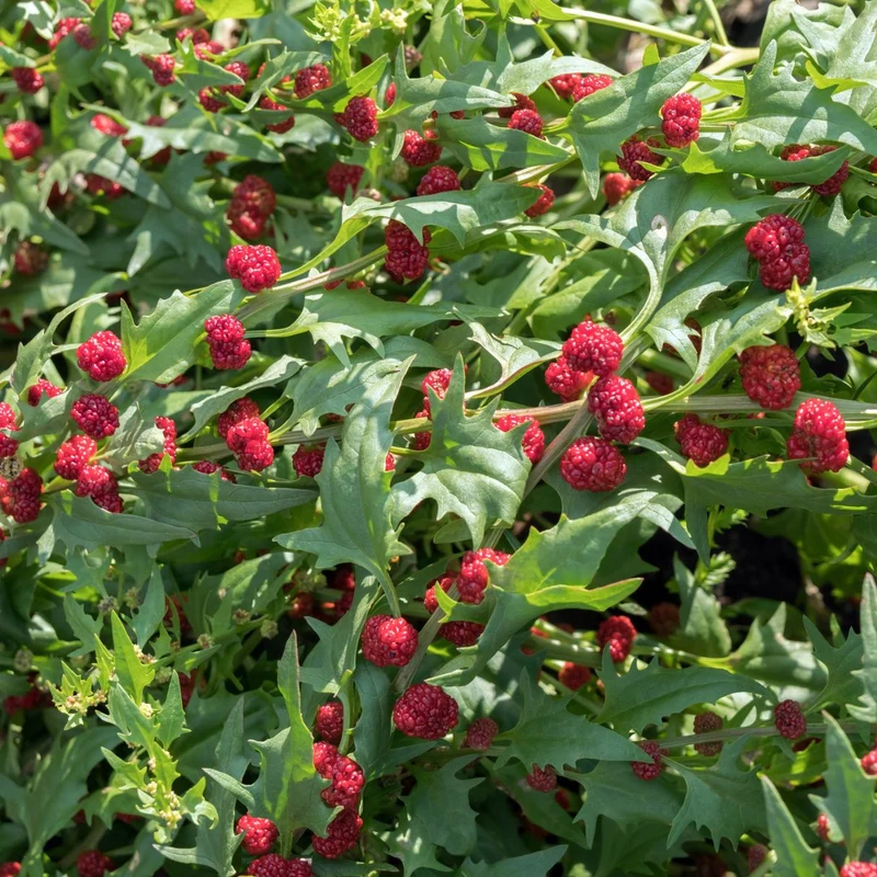Strawberry Sticks Spinach Fruit Seeds
