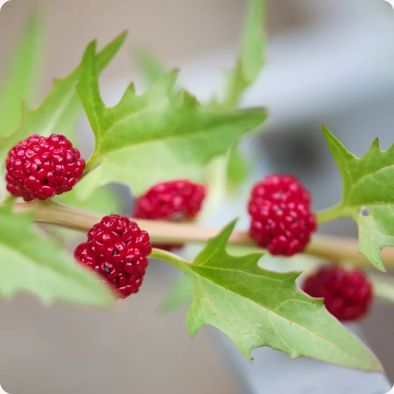 Strawberry Sticks Spinach Fruit Seeds