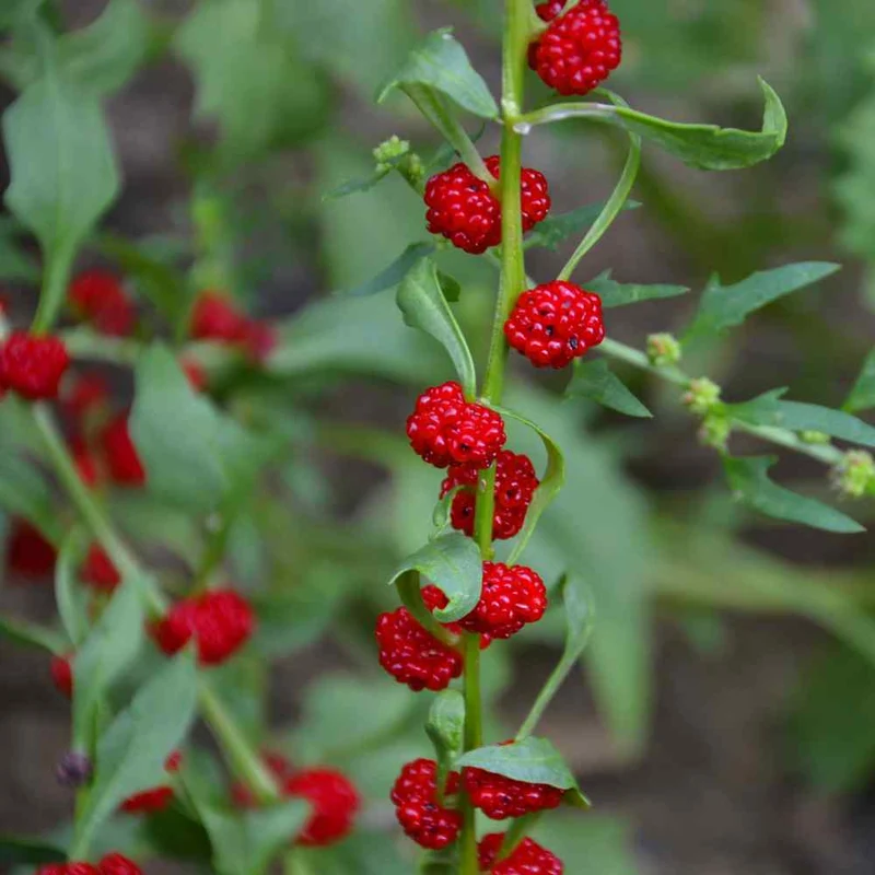 Strawberry Sticks Spinach Fruit Seeds