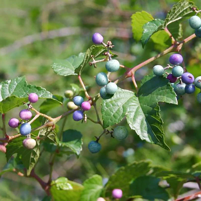 Variegated Porcelain Berry Vine Seeds