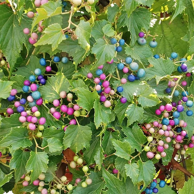 Variegated Porcelain Berry Vine Seeds