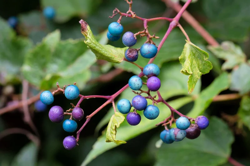Variegated Porcelain Berry Vine Seeds